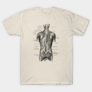 Human Muscular System - Back and Glutes - Vintage Anatomy T-Shirt